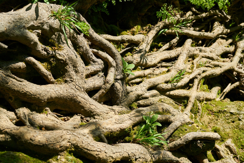 A picture of old tree roots. In your sewer line, these can cause a lot of problems!